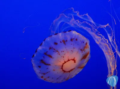 Foto aus Monterey Bay Aquarium von feronimo