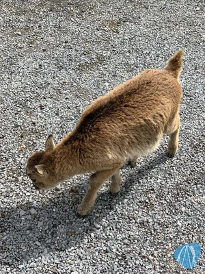 Foto aus Tierpark Goldau von feronimo