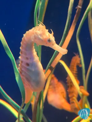 Foto aus SEA LIFE Scheveningen von coaster_Markus