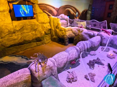 Foto aus SEA LIFE Scheveningen von coaster_Markus