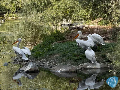 Foto aus Tierpark Bern von Highnoon