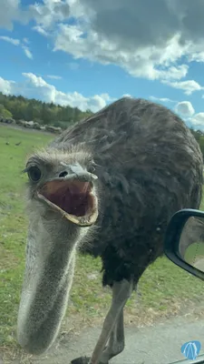 Foto aus Serengeti-Park von Highnoon