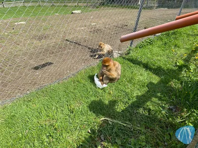 Foto aus Affen- und Vogelpark Eckenhagen von Highnoon