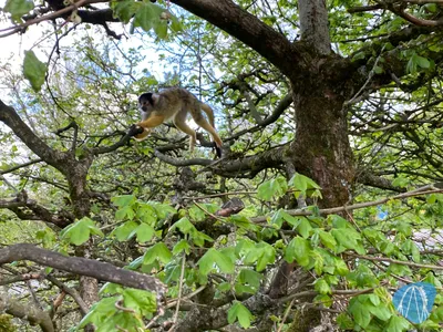 Foto aus Affen- und Vogelpark Eckenhagen von Highnoon