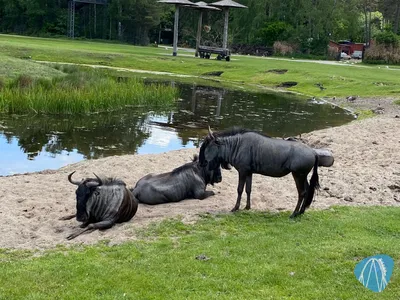 Foto aus Serengeti-Park von Freizeit_Parkfan