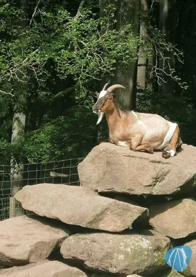 Foto aus Kurpfalz-Park von Rolala