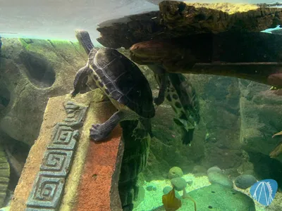 Foto aus SEA LIFE Königswinter 🔒 von Marco