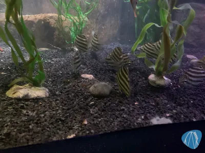 Foto aus SEA LIFE Königswinter 🔒 von Marco
