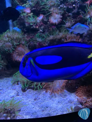 Foto aus SEA LIFE Königswinter 🔒 von Marco