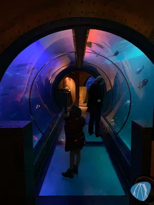 Foto aus SEA LIFE Königswinter 🔒 von Marco