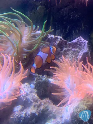 Foto aus SEA LIFE Königswinter 🔒 von Marco