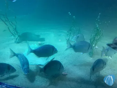 Foto aus SEA LIFE Königswinter 🔒 von Marco
