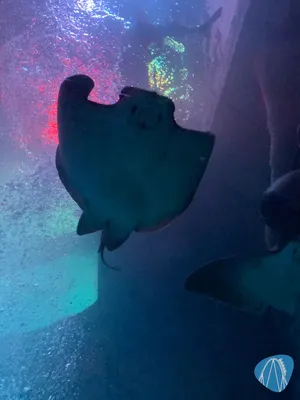 Foto aus SEA LIFE Königswinter 🔒 von Marco