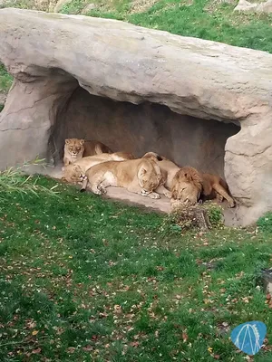 Foto aus Zoo Osnabrück von Moo_Maurice