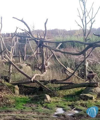 Foto aus Zoo Osnabrück von Moo_Maurice