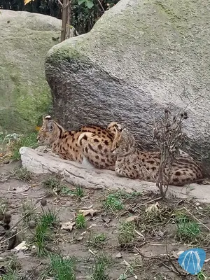 Foto aus Zoo Osnabrück von Moo_Maurice