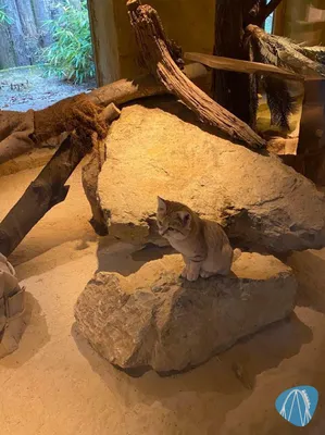 Foto aus Zoo Osnabrück von Moo_Maurice