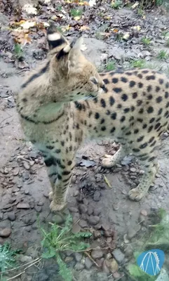 Foto aus Zoo Osnabrück von Moo_Maurice