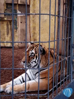 Foto aus Allwetterzoo Münster von Moo_Maurice