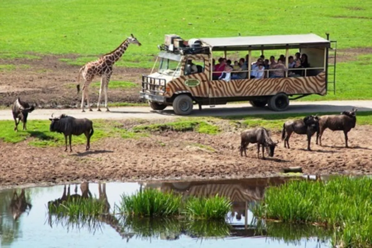 Dschungel-Safari-Tour