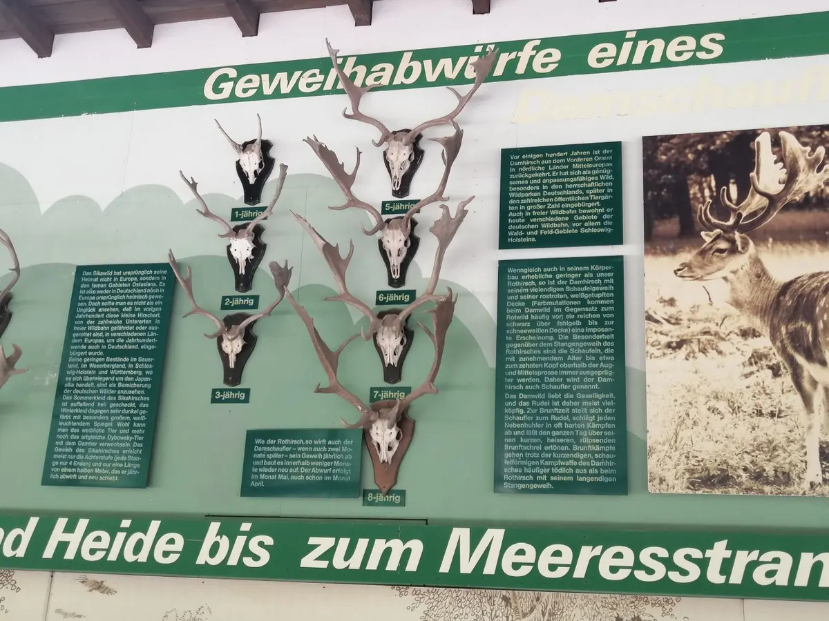 Wild- und Waldlehrschau