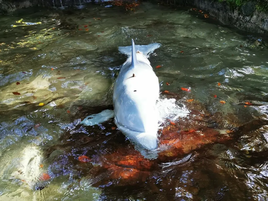 Delphin