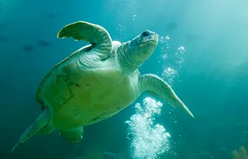 Turtle Trek