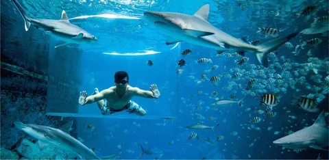 Shark Encounter