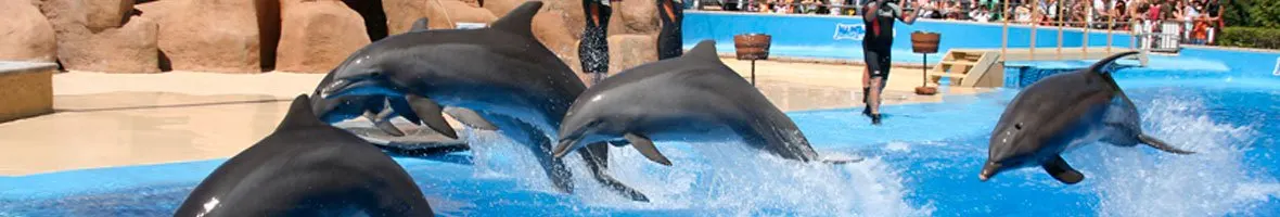 Dolphin Area