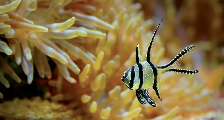 Acquario