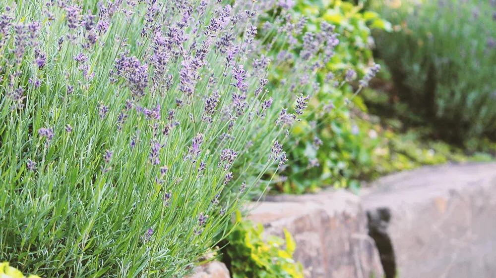 Garten der Sinne