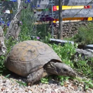 Schildkröten-Anlage