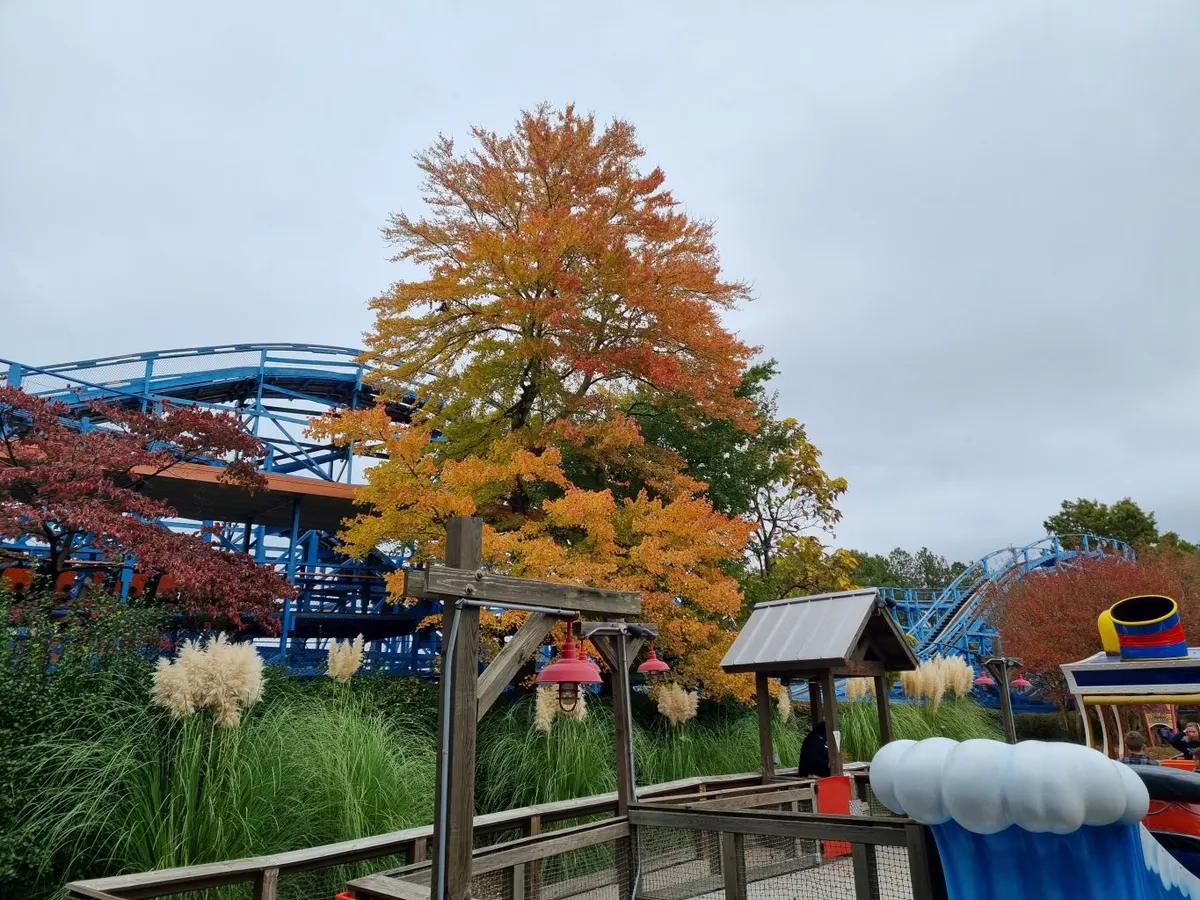 Woodstock™ Express