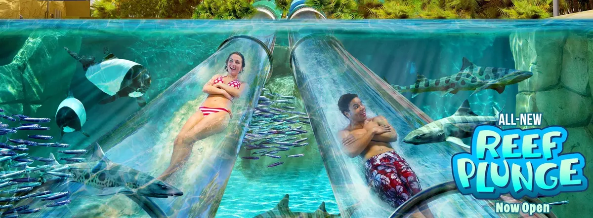 Reef Plunge
