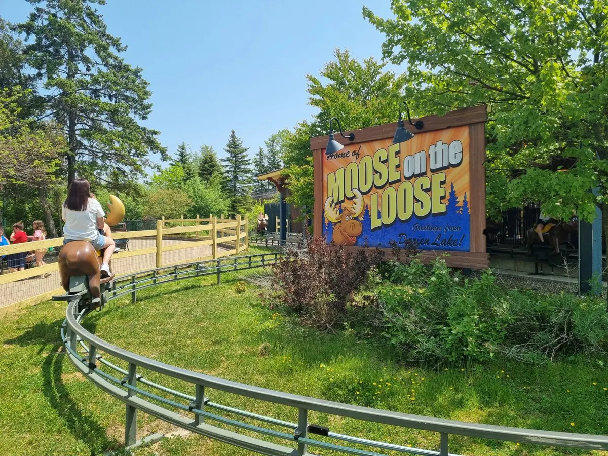 Moose on the Loose