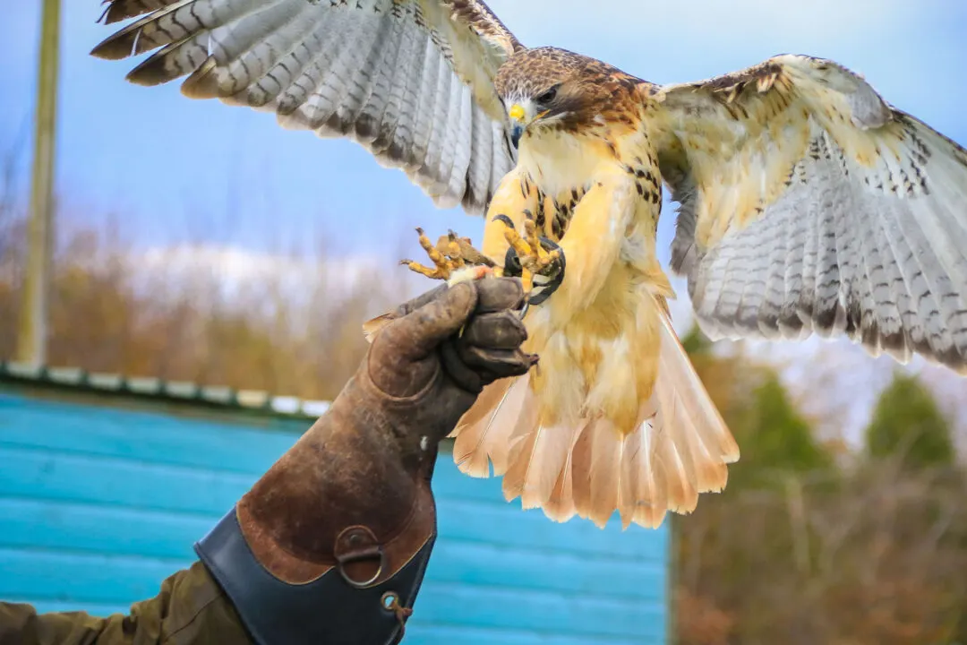 Phoenix Bird of Prey Center