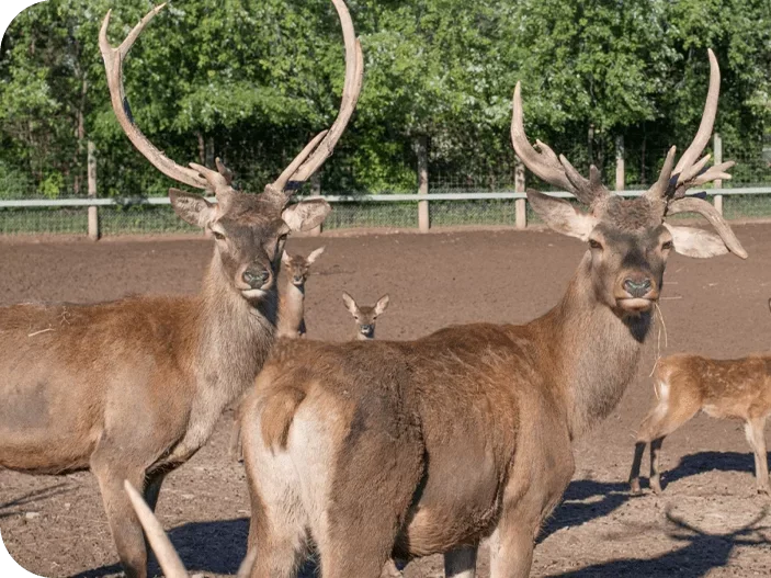 Deer Park / Land Animals