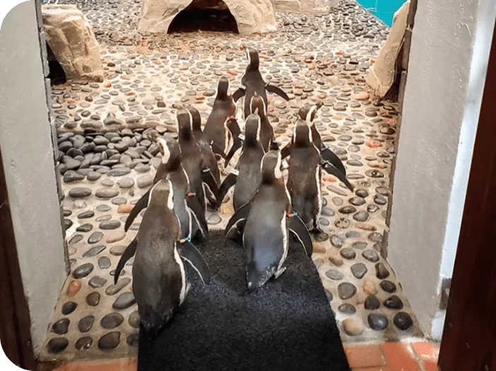 Penguin Palace