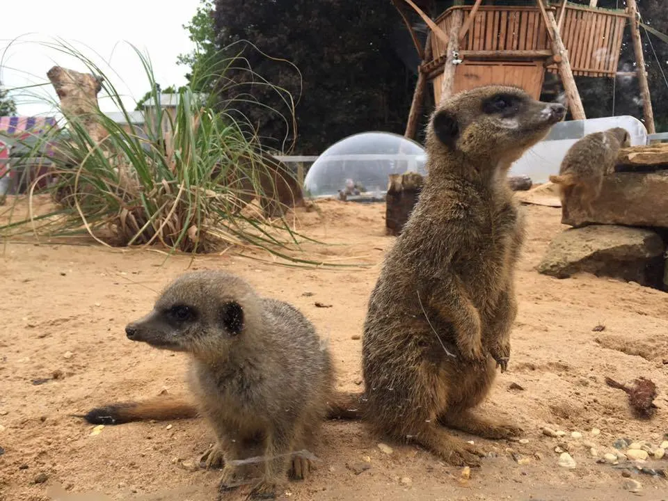 Meerkat Manor