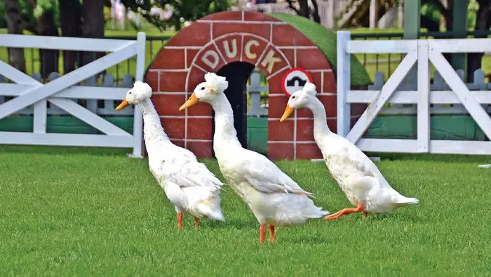 Duck Trails