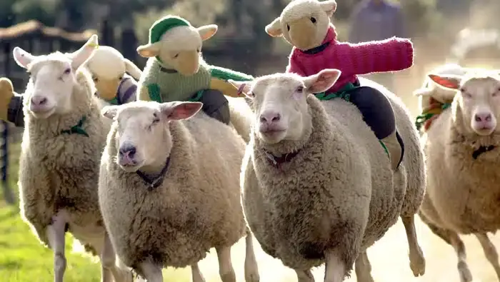 Sheep Race Track