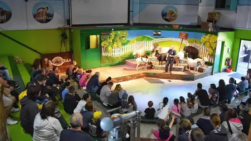 Show Arena