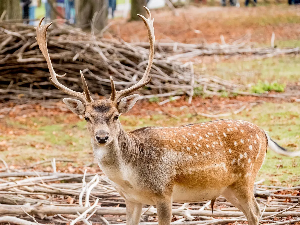 Damwildgehege
