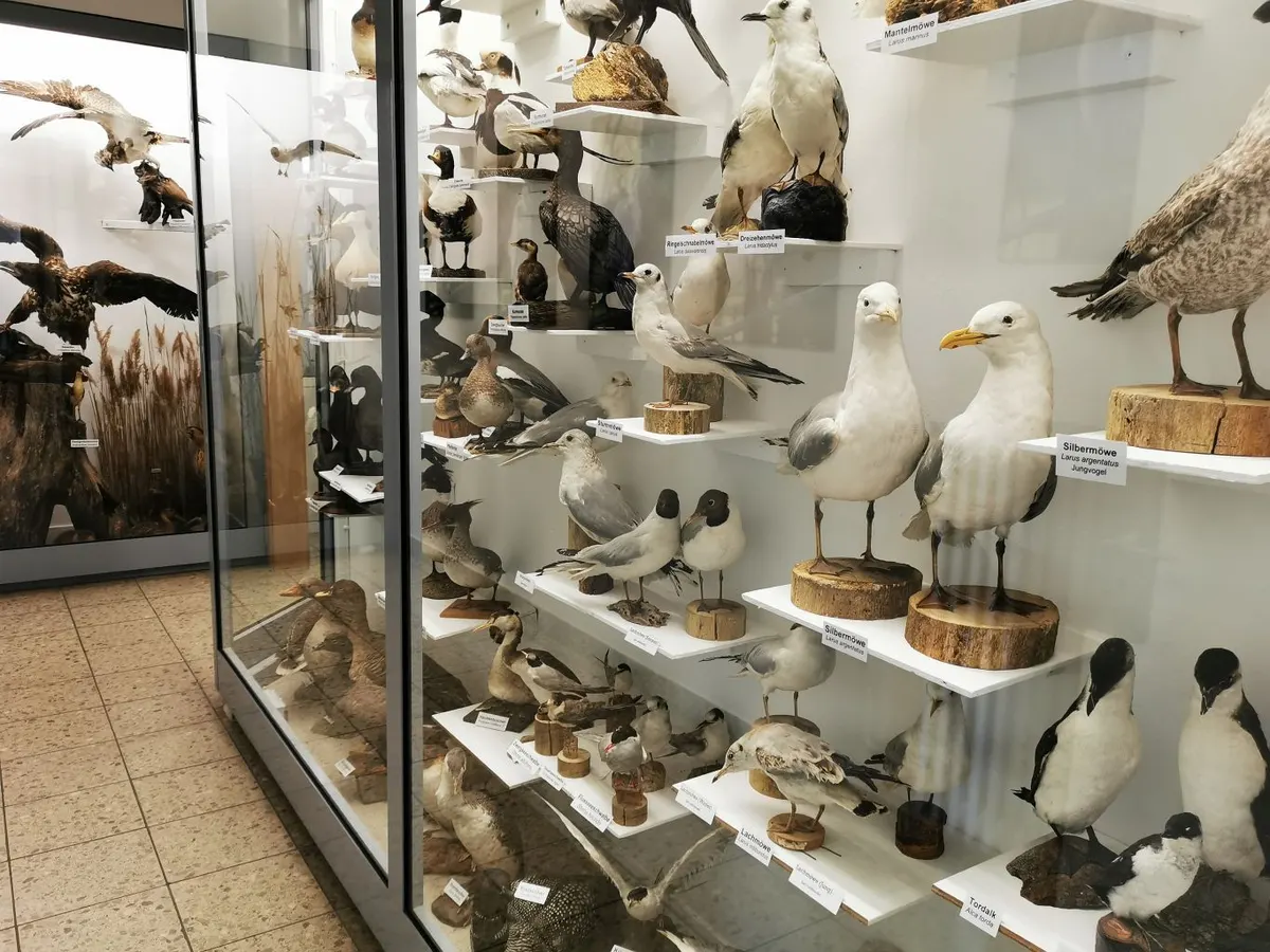 Heimische Vogelwelt-Ausstellung & Insekten- und Schmetterlingssammlung