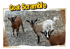 Goat Scramble