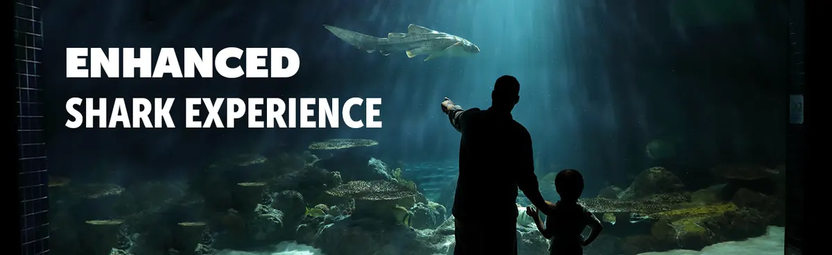 Shark Experience