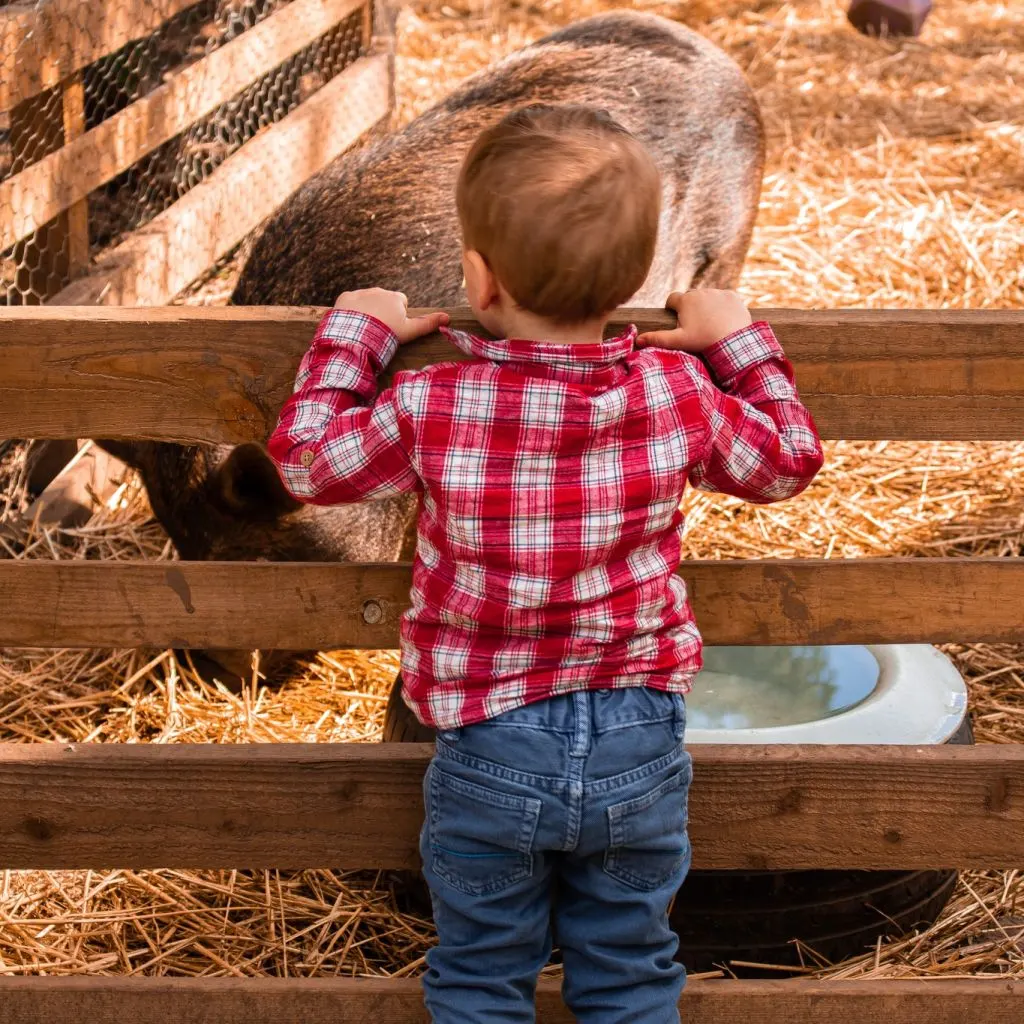 Wicky’s Farmyard