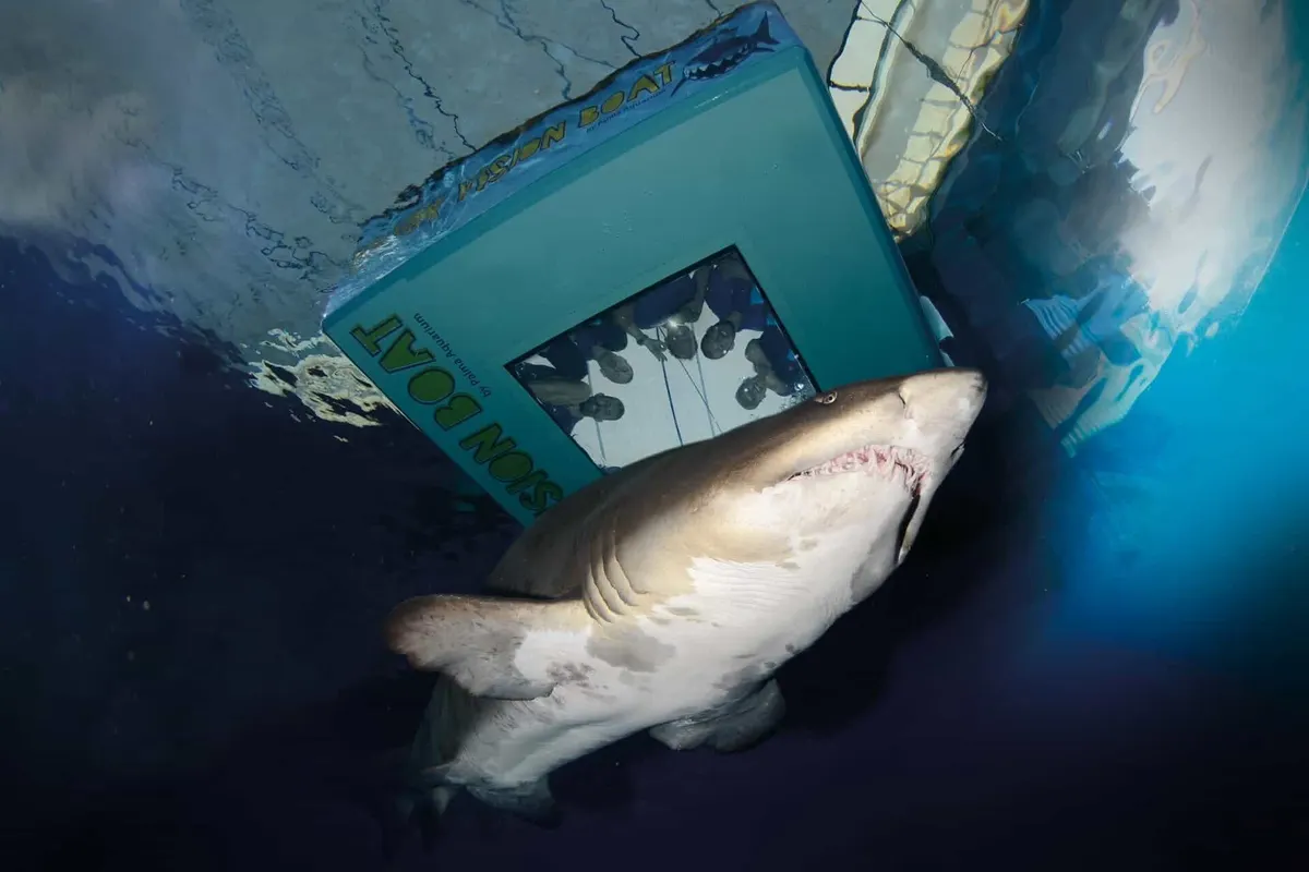 Shark Vision Boat