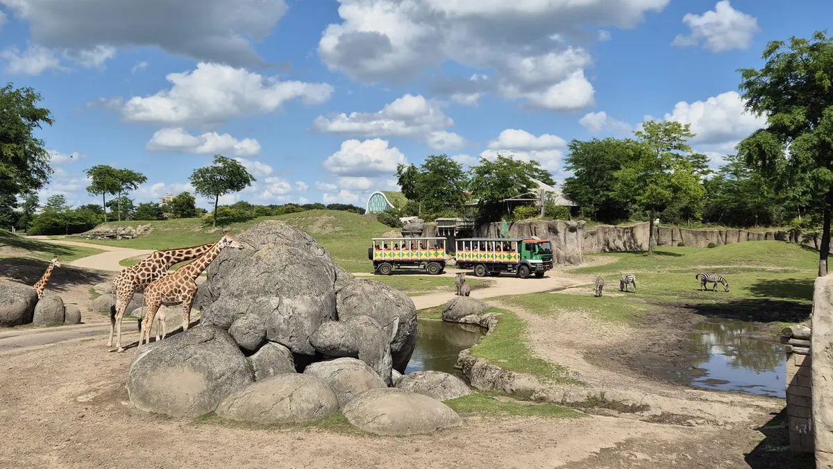 Serenga Safari