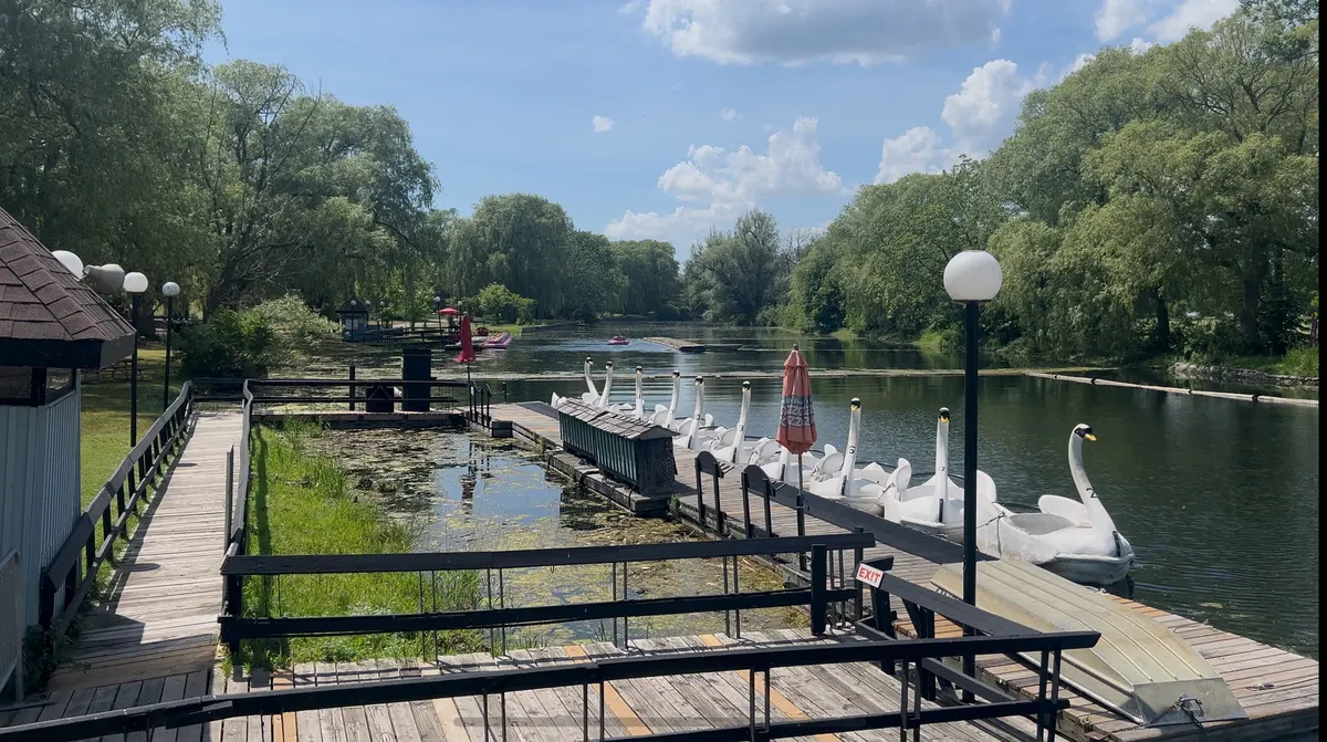 Swan Ride